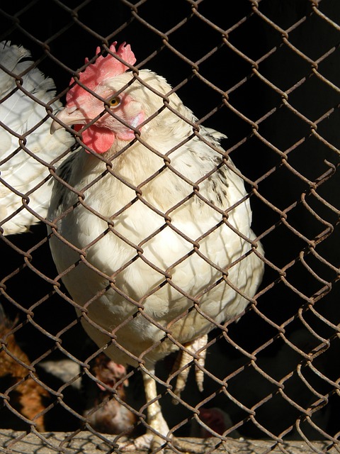 球队伤病名 球队伤病名