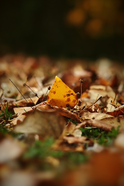 为杨秋霞的 为杨秋霞的